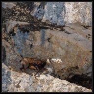 faune de nos montagnes 6